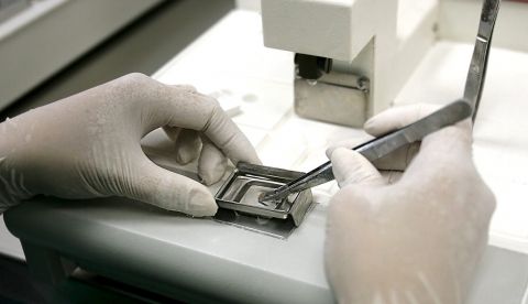 Una técnico trabaja con muestras biológicas en un laboratorio. EFE/Cristóbal García