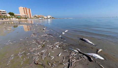 Aparecen peces muertos el pasado mes de octubre en playas del Mar Menor, en la zona de Villananitos y La Puntica, San Pedro del Pinatar, (Murcia). EFE/Marcial Guillén/Archivo