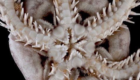 Fotografía cedida por la Universidad Nacional Autónoma de México (UNAM) que muestra una nueva especie de estrella de mar descubierta en Cozumel, Quintana Roo (México). EFE/Susana Gómez/UNAM/SOLO USO EDITORIAL 	   