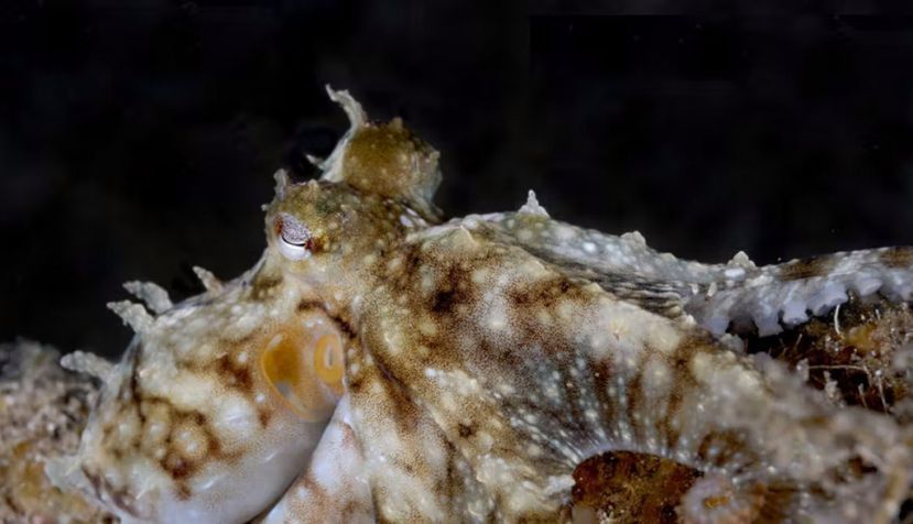 Imagen submarina de un pulpo en su medio natural. Lugar: Islas Canarias. Autor C. Perales-Raya. Author provided