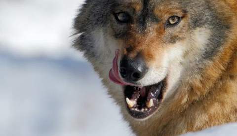 Coexistencia con grandes carnívoros en Europa: cuando el sensacionalismo eclipsa la ciencia