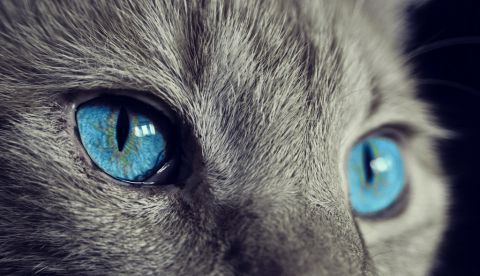 Fotografía cedida por la Universidad de Queensland donde se muestran los ojos de un gato, que como la mayoría de los animales tienen sistemas visuales completamente diferentes a los humanos. EFE/Universidad de Queensland