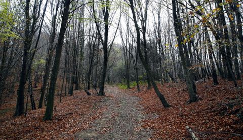 Un bosque centenario en La Garrotxa (Gerona). EFE/Archivo