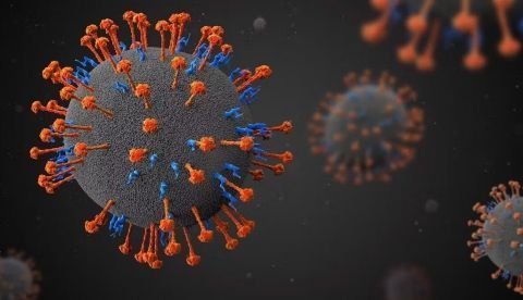Henipavirus. Festa / Shutterstock