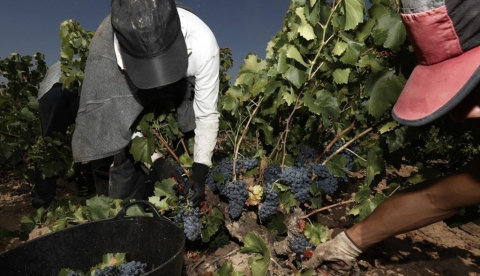 El calor adelanta la vendimia de 2026 y las bodegas buscan personal urgente: solo Galicia prevé una cosecha récord de 81 millones de kilos