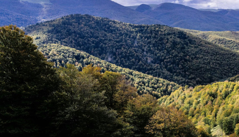 Bosques como el de Irati, en Navarra, son el resultado de la gestión forestal. Tolobalaguer.com/Shutterstock