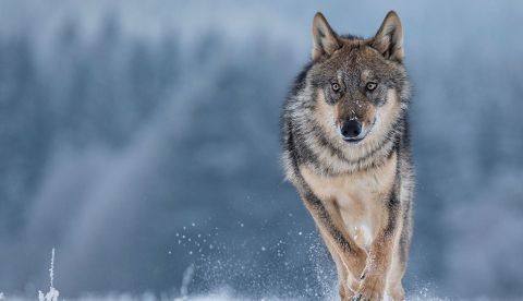 El Gobierno blinda al lobo que dejará de ser especie cinegética desde mañana