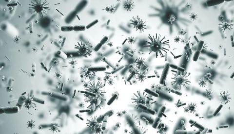 Entre bacterias y virus hay diferencias esenciales. Shutterstock / ImageFlow