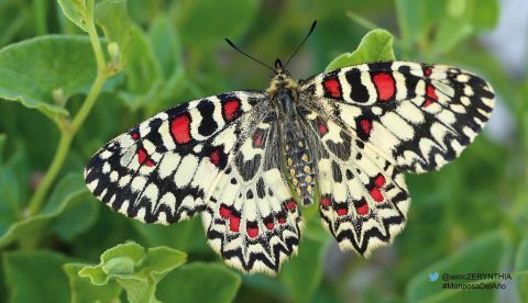 Imagen cedida por la Asociación Zerynthia, de la mariposa "arlequín". EFE/Zerynthia