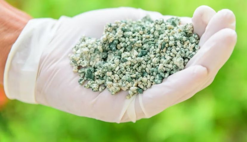  El hongo ‘Trichoderma harzianum’ se utiliza ampliamente como agente de control biológico en cultivos como el arroz. Rukawajung / Shutterstock