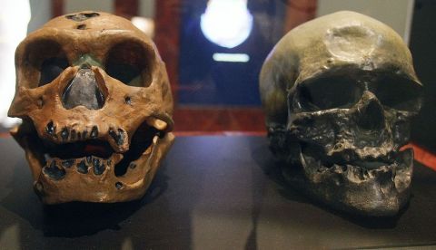 Los cráneos de un homo neanderthalensis (iz), y un homo sapiens (d) se muestran en una exposición. EFE/Archivo