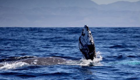 Canadá también ordenó este año la obligación de informar de cualquier encuentro entre embarcaciones y ballenas, y el mes pasado creó un fondo para recupera las poblaciones de ballenas orca, franca y beluga en el Pacífico y el Atlántico. EFE/Archivo