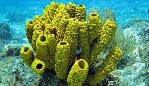 Las esponjas pudieron ser los primeros animales hace 890 millones de años