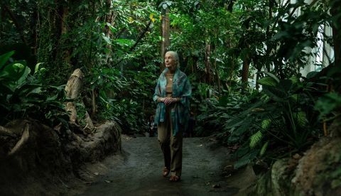 La etóloga inglesa Jane Goodall, reconocida internacionalmente por sus descubrimientos sobre la conducta de los chimpancés, posa en el bosque húmedo del CosmoCaixa de Barcelona, donde hoy repasará en una conferencia, su trayectoria vital de casi seis décadas dedicada a investigar grandes simios, conservar sus hábitats y luchar contra el tráfico ilegal de animales. EFE