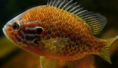 Originaria de América del Norte, la perca sol (Lepomis gibbosus) fue introducida en la península ibérica entre 1910 y 1913. Kuttelvaserova Stuchelova/Shutterstock
