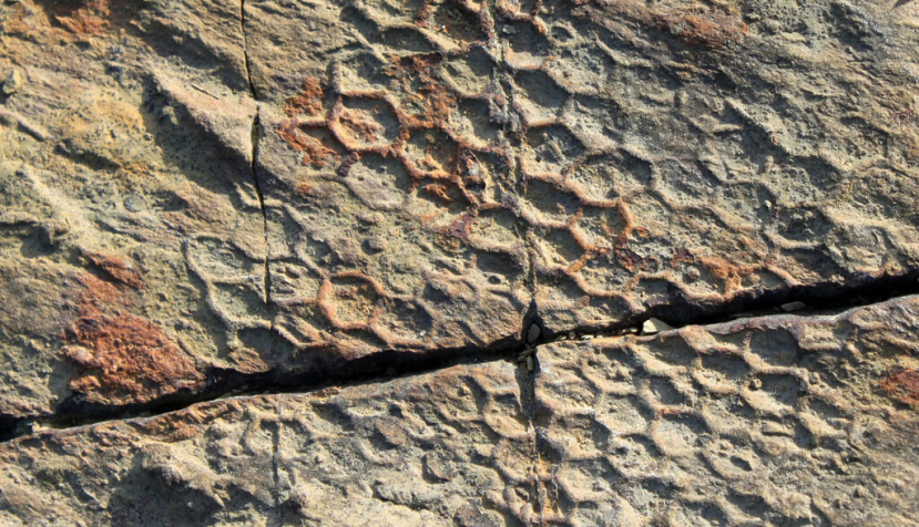 Fósil de Paleodictyon, probablyemente P. imperfectum, hallado en roca sedimentaria en Punta de San García, Campo de Gibraltar, Algeciras. Wikimedia Commons., CC BY