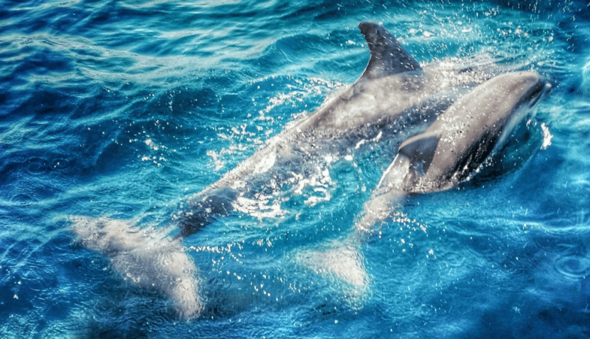Delfines nadando. Tom Radetzki / Unsplash., CC BY
