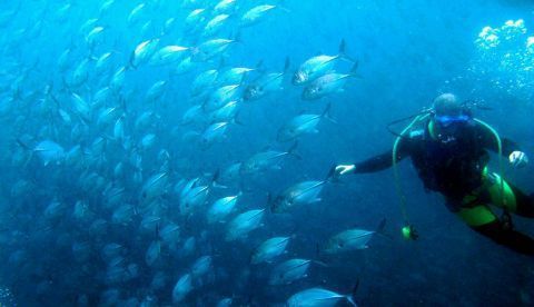 Los cambios en las temperaturas de los océanos supondrá un cambio en los habitats de las especies marinas. EFE/Dennis M. Sabangan