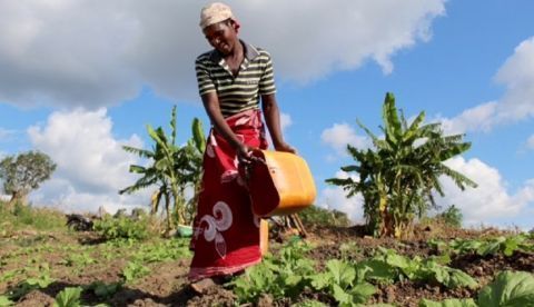 Fotografía cedida por la Organización de la ONU para la Alimentación y la Agricultura (FAO), solo para uso editorial. Una mujer riega su campo en Mozambique, uno de los países del sur de África que más sufrió el paso del ciclón Idai en marzo pasado.Crédito: ©FAO/Telcinia dos Santos / FAO. EFE/FAO