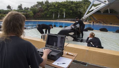 Desarrollan en Loro Parque un estudio pionero para medir la capacidad auditiva de las grandes ballenas.
