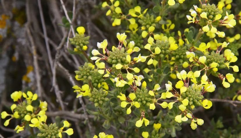 Vella pseudocytisus subsp pseudocytisus está clasificada como de interés especial en el Catálogo Regional de Especies Amenazadas de la Comunidad de Madrid. Felipe Martínez García, Author provided