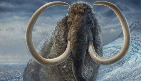 El colmillo de un mamut lanudo permite reconstruir sus pasos hace 17.000 años