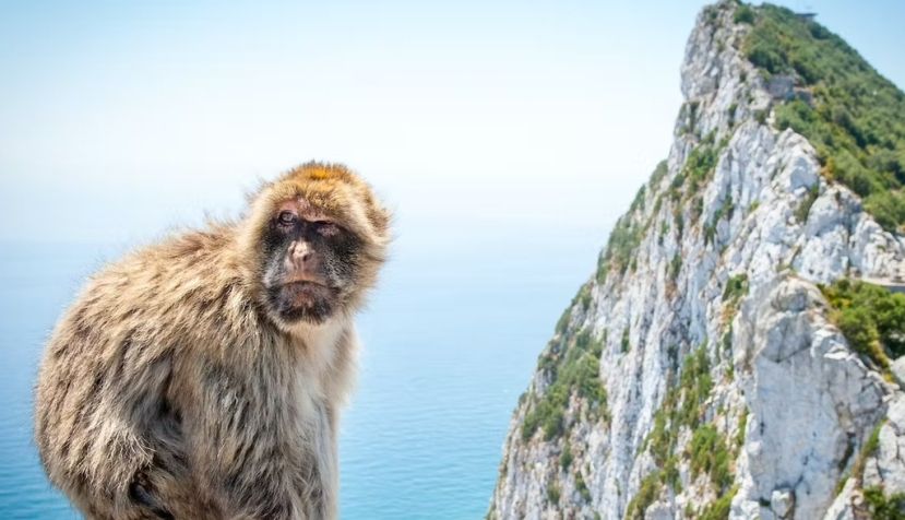  Comaniciu Dan / Shutterstock