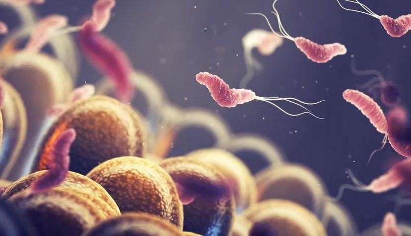 Recreación de Helicobacter pylori, bacteria gastrointestinal que puede causar cáncer. Shutterstock / nobeastsofierce