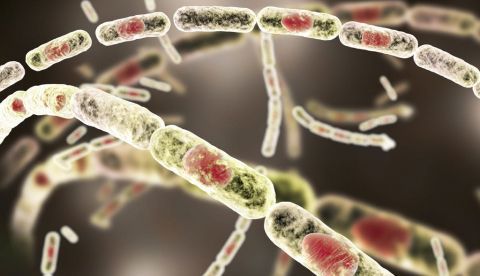 Bacillus anthracis, bacteria grampositiva que forma esporas que causa el ántrax y se utiliza como arma biológica. Kateryna Kon / Shutterstock