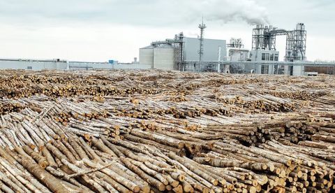 La producción de tabaco tiene un impacto directo sobre la deforestación, el empobrecimiento y la explotación de grupos socioeconómicos ya necesitados, la contaminación del agua, el cambio climático, la gestión de residuos y la explotación infantil en el trabajo. Shutterstock / EvGavrilov