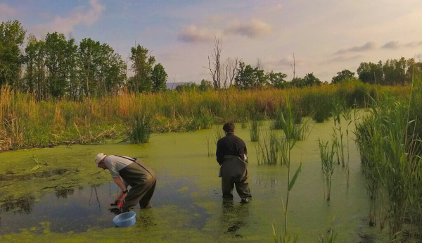 Trabajo de campo en la Zona de Exclusión de Chernóbil (Ucrania), mayo de 2019. Germán Orizaola (Universidad de Oviedo), CC BY