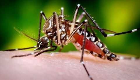Un modelo climático predice la incidencia de dengue con meses de antelación / EFE