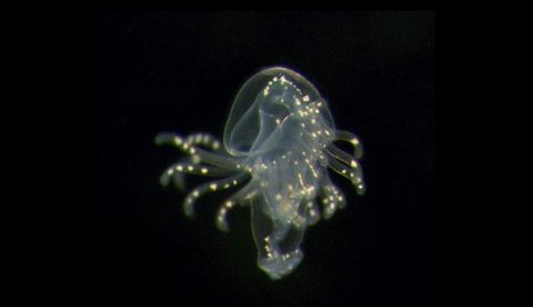 Fotografía sin fecha cedida por Michael Boyle del Instituto Smithsonian de Investigación Tropical (STRI) donde se aprecia una larva de foronídeo recolectada en la provincia de Bocas del Toro, en la costa caribeña de Panamá. EFE/Michael Boyle 	   