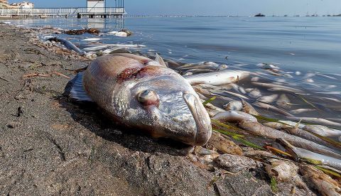 El Mar Menor y los derechos de la Naturaleza
