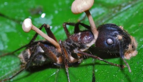  Una hormiga momificada por el ataque de un Ophiocordyceps cuyos estromas emergen del cuerpo del insecto. Bernard Dupond, CC BY-SA