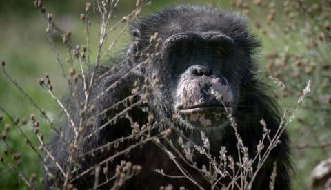 La población de chimpancés en el mundo ha sufrido un "brutal" declive debido a la creciente desaparición de su habitat, una situación que es hoy mucho peor que hace 60 años, cuando la científica británica Jane Goodall pisó por primera vez Tanzania para estudiar a los chimpancés salvajes. EPA/CHRISTIAN BRUNA