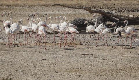 Doñana cumple 53 años con la sequía como amenaza principal