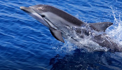 Relacionan el descenso de salinidad marina con enfermedad tópica en delfines