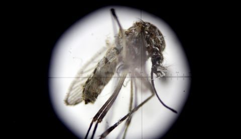 Fotografía a través de un microscopio de un mosquito Aedes aegypti, transmisor del virus del Zika. EFE/Archivo