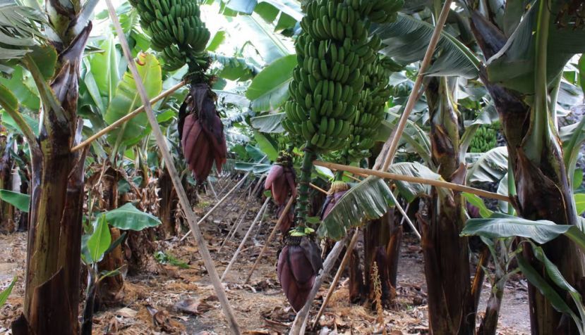 Plantación de plataneras. ULPGC / Life Baqua, Author provided