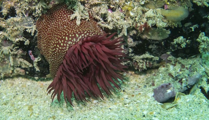 La anémona marina Actinia fragacea produce una proteína que ha permitido fabricar una enzima para descomponer PET. Becky Gill / Shutterstock