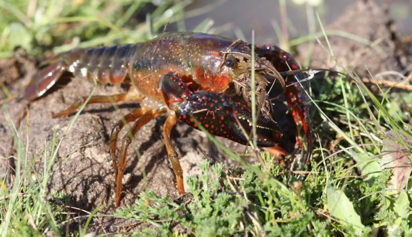 Ejemplar de cangrejo rojo americano en el caño de la Algaida de la Caquera, en Doñana. EBD - CSIC