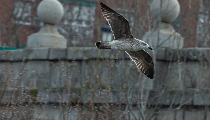 Una gaviota sobrevolando el río Manzanares a su paso por Madrid. Shutterstock / Marta Fernandez Jimenez