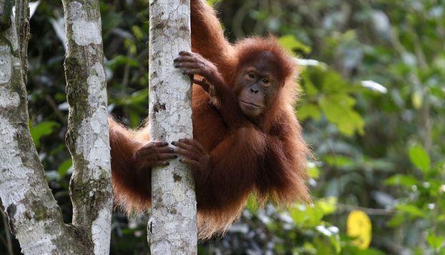 Una ONG acusa a Indonesia de planear plantaciones en el hábitat del orangután