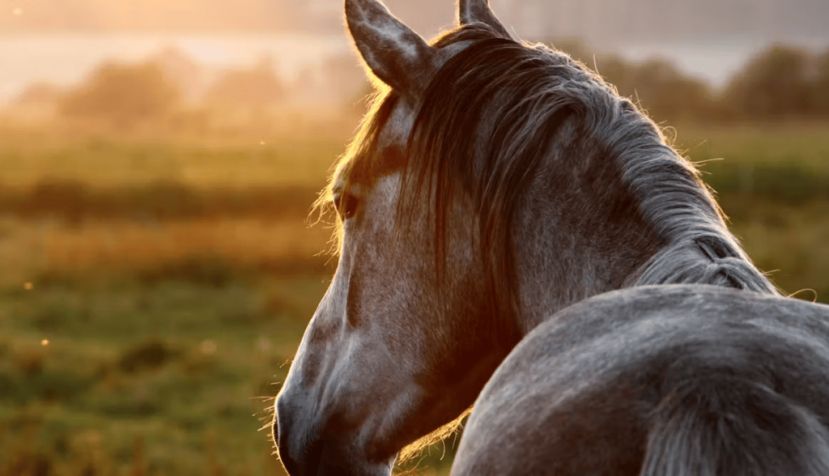 Petri Volanen/Shutterstock