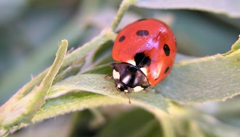 La mariquita común (Coccinella septempunctata) es un depredador, principalmente de pulgones, muy frecuente en cultivos extensivos. Grupo de Control Integrado de Plagas Agrícolas y Forestales / UdL, Author provided
