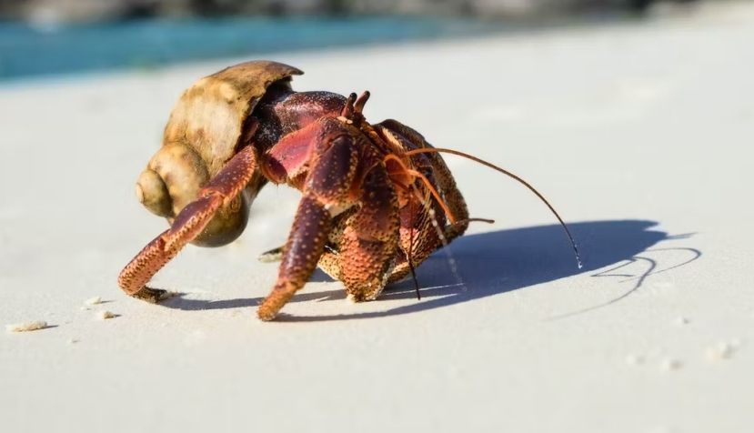 gillmar/Shutterstock