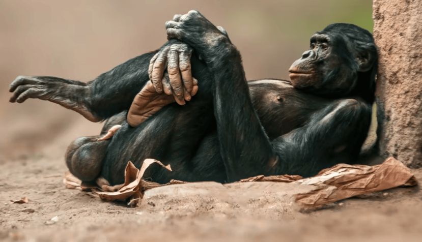 Los chimpancés y los bonobos, a diferencia de los humanos, sí tienen hueso peneano. Mario Plechaty Photograph/Shutterstock