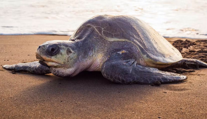 Una tortuga verde en la playa del Ostional, en Costa Rica. Shutterstock / Xenia_Photography
