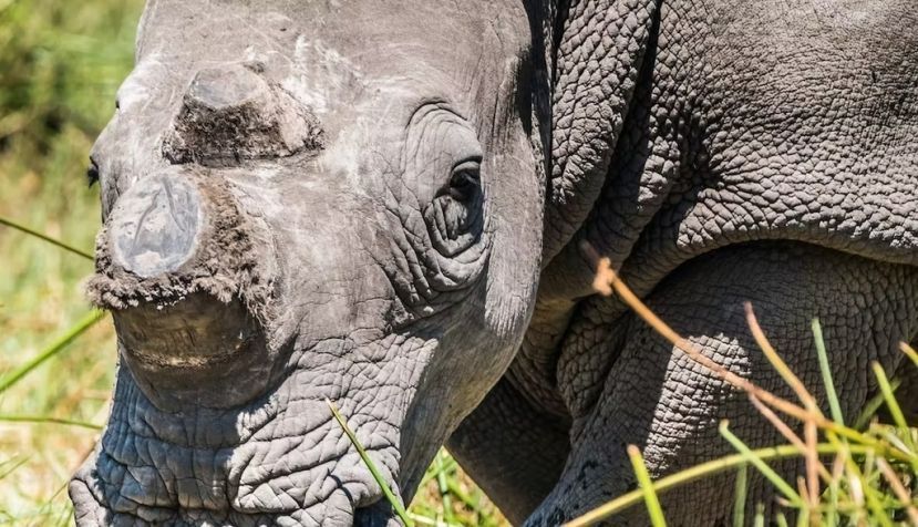 Rinoceronte blanco descornado por los guardaparques para protegerlo de los cazadores furtivos en la Reserva de Moremi​ en Botsuana (África). LouieLea / Shutterstock